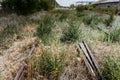 Overgrown abandoned railway