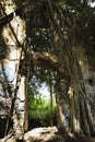 Overgrown abandoned structure.