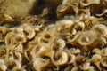 Overgrown beige and milk corals in the black sea in shallow water. Clean water and dirty fleecy growths in the form of curls Royalty Free Stock Photo