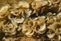 Overgrown beige and milk corals in the black sea in shallow water. Clean water and dirty fleecy growths in the form of curls Royalty Free Stock Photo