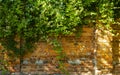 Overgrown Brick Wall and Leaves for Backgrounds. Brick Wall and Ivy. Green plant overgrown on old wall background Royalty Free Stock Photo