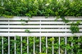 Overgrown bush fence partition