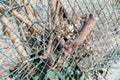 Overgrown bush plant or tree damaging metal or steel fence of garden by growing through bars