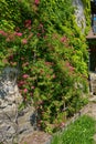 Overgrown Castle Walls