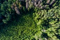 Overgrown clearing surrounded by old forest, compensatory tree planting, aerial view