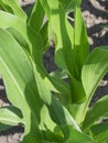 Overgrown corn. Corn stalks in the home garden Royalty Free Stock Photo
