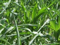 Overgrown corn. Corn stalks in the home garden Royalty Free Stock Photo