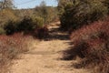 Overgrown country road bordered by native plant buckwheat, California drought conditions