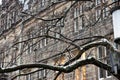 Overgrown dark branches create a spooky appereance