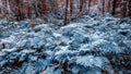 overgrown deaf beautiful Ural taiga Royalty Free Stock Photo