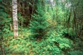 Overgrown deaf beautiful Ural taiga Royalty Free Stock Photo