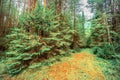 Overgrown deaf beautiful Ural taiga Royalty Free Stock Photo