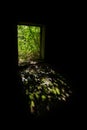 Overgrown doorway in an abandoned building Royalty Free Stock Photo