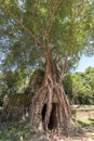 Overgrown doorway at Ta Som temple in Angkor Archaeological Park, near Siem Reap, Cambodia