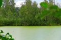 Overgrown duckweed lake in summer. Overgrown lake along the banks of which bushes and trees grow Royalty Free Stock Photo