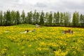 Overgrown with flowering yellow dandelions deserted park