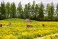 Overgrown with flowering yellow dandelions deserted park