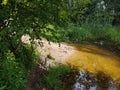 Overgrown forest lake with a sandy bottom. Small pond with yellow sand