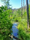 Overgrown forest rivulet