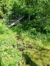 Overgrown forest rivulet