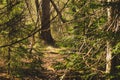 Overgrown forest. trees and plants nature Royalty Free Stock Photo