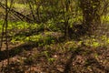 Overgrown forest. trees and plants nature background Royalty Free Stock Photo