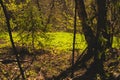 Overgrown forest. trees and plants nature background Royalty Free Stock Photo