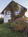 Overgrown front facede of white country house and garden with beautiful various Hydrangea flowers and climbing ivy