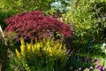 Overgrown Garden Royalty Free Stock Photo