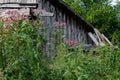 Overgrown garden with garden shed Royalty Free Stock Photo