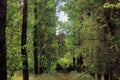 Overgrown with grass and trees path to the house Royalty Free Stock Photo