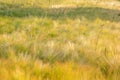 Overgrown grass on a wheat field
