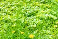 Overgrown green meadow with yellow flowers Royalty Free Stock Photo