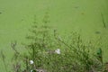 An overgrown green pond covered with mud and duckweed Royalty Free Stock Photo