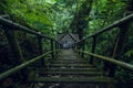 Overgrown green staircase in the forest.