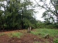 Overgrown Historic Wet Graveyard among ironwood trees