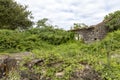 Overgrown Home