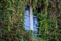 Overgrown ivy fascade window greenery europe greening Royalty Free Stock Photo