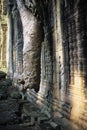 Overgrown Khmer ruin- Angkor Wat, Cambodia. Royalty Free Stock Photo
