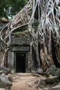 Overgrown Khmer Ruins Royalty Free Stock Photo