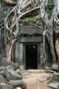 Overgrown Khmer Ruins Royalty Free Stock Photo