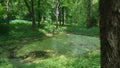 Overgrown lake in the forest. trees, swamp, duckweed