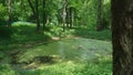 Overgrown lake in the forest. trees, swamp, duckweed