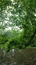 Overgrown lake in the forest. trees, swamp, duckweed Royalty Free Stock Photo