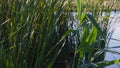 Lush green bulrush growing at lake shore