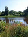 Overgrown lake shore, wild flowers and grass, water surface, summer landscape, sunny day