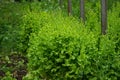 Overgrown lettuce in the garden in the garden