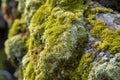 Overgrown lichen rock. Generate Ai Royalty Free Stock Photo