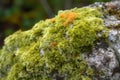 Overgrown lichen stone plant. Generate Ai Royalty Free Stock Photo