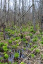 Overgrown marshy area with skunk cabbage plants and tall spindly trees Royalty Free Stock Photo